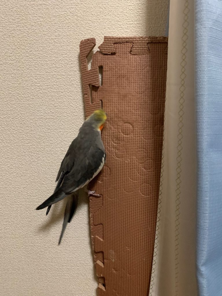 オカメの壁登り１