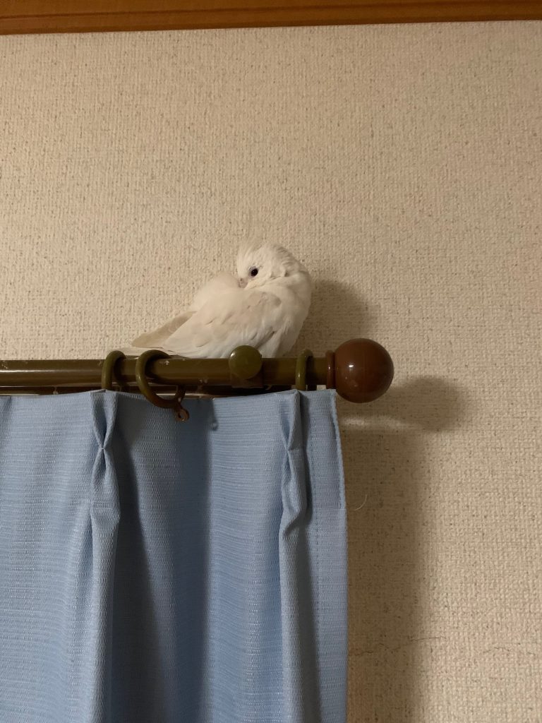 こゆきの隠れ身の術