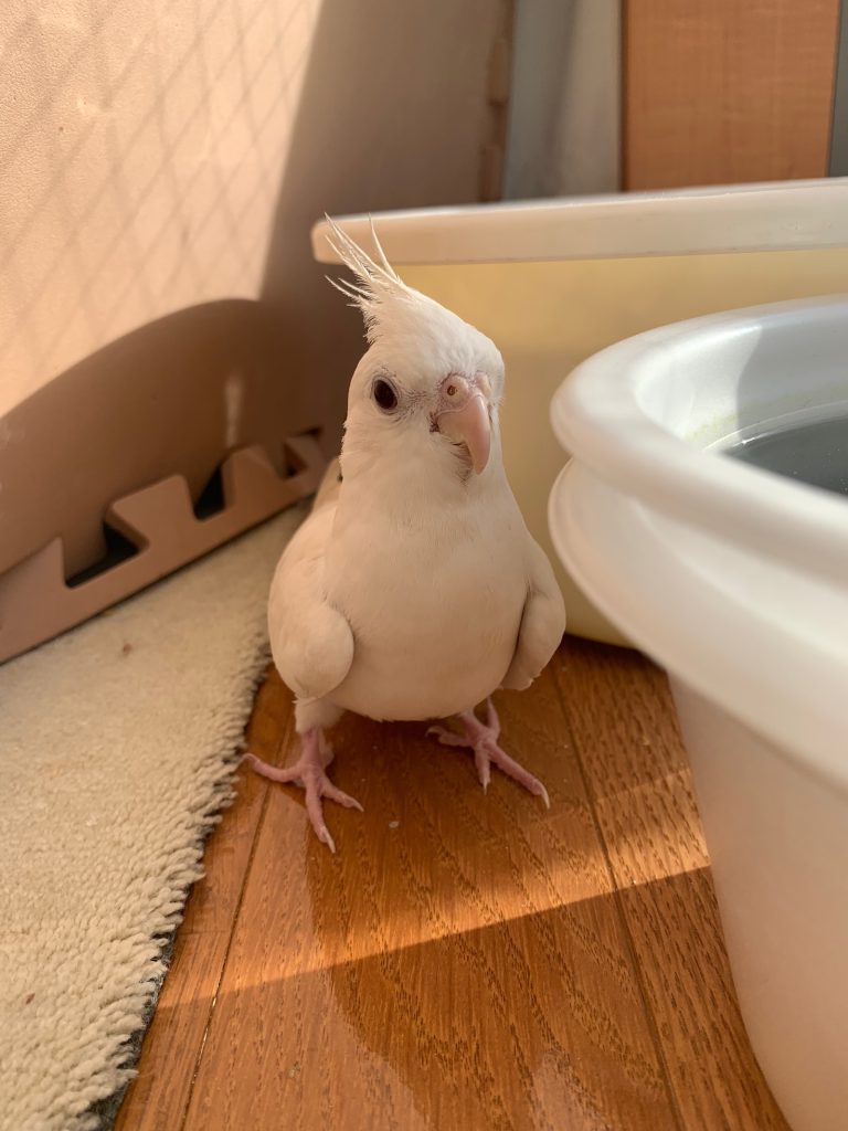 こゆきがてくてく歩いてく