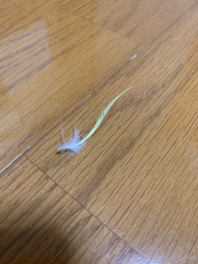 落とし物：冠羽