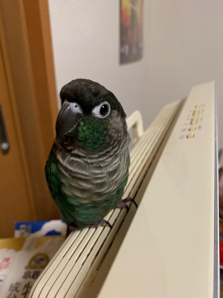 テレビの上のさつき（横）