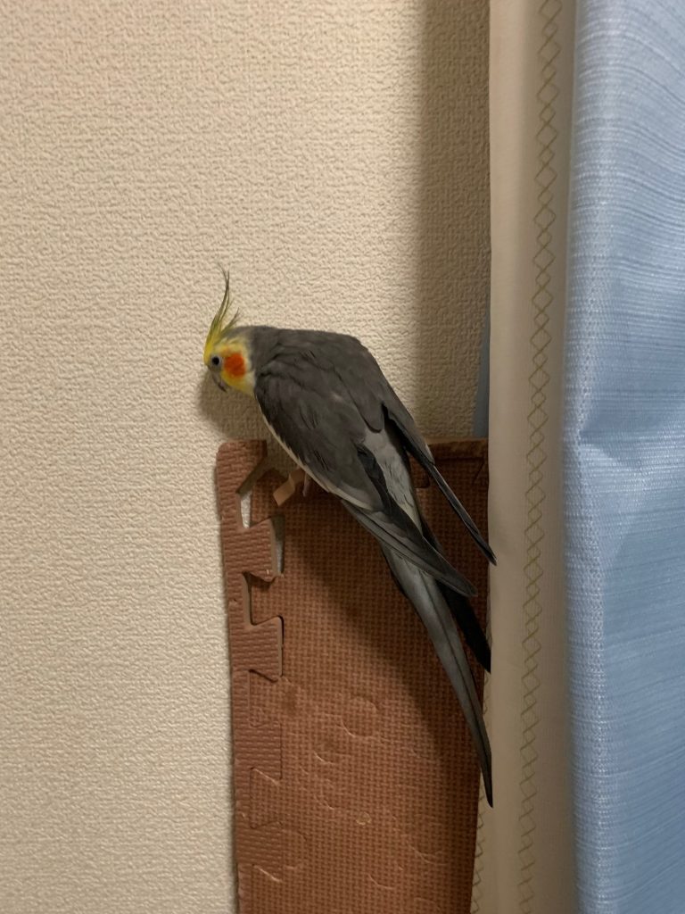 オカメの壁登り２