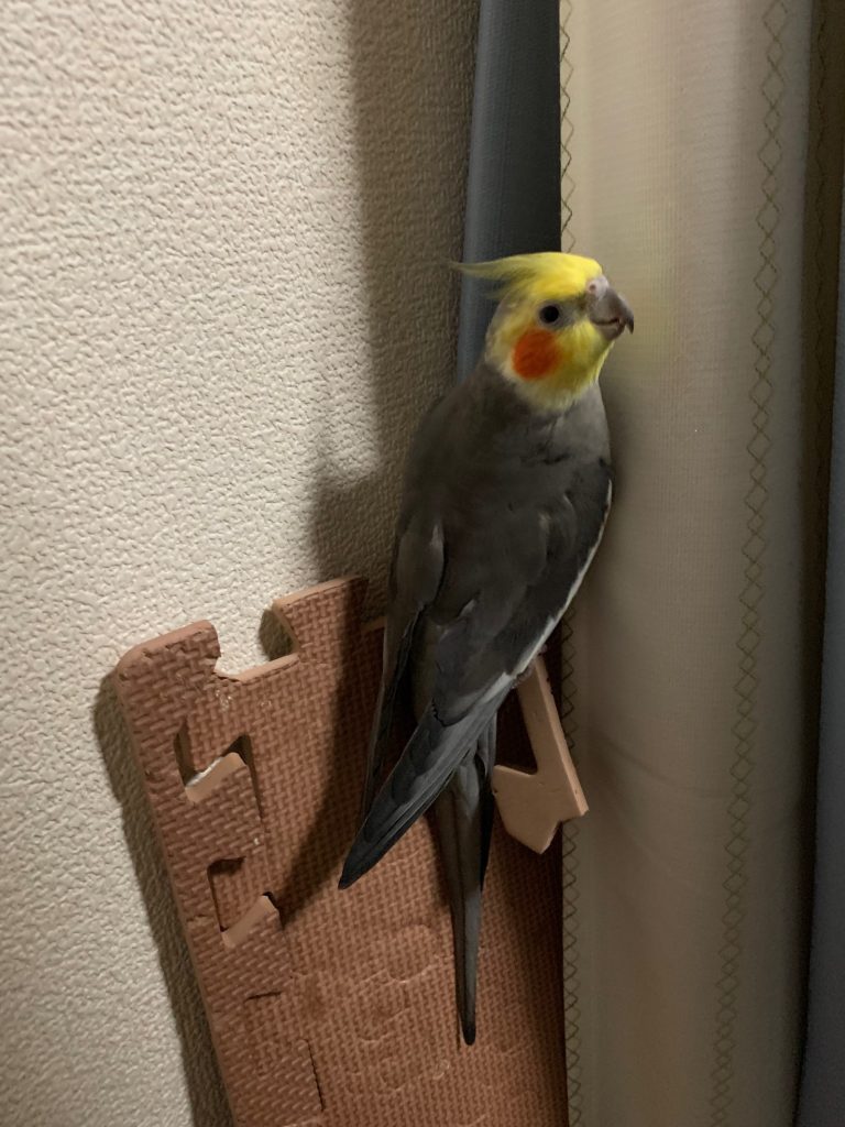 オカメの壁登り