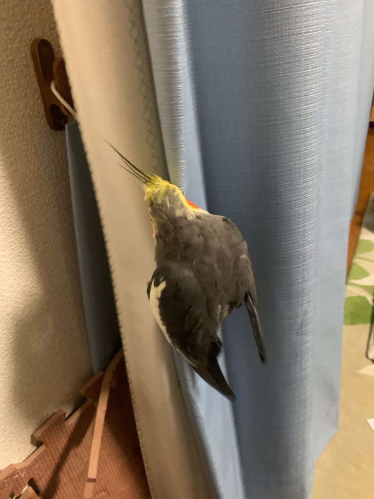 オカメの壁登り２