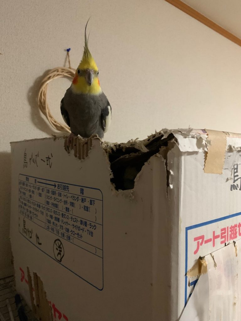 なつとダンボールハウス