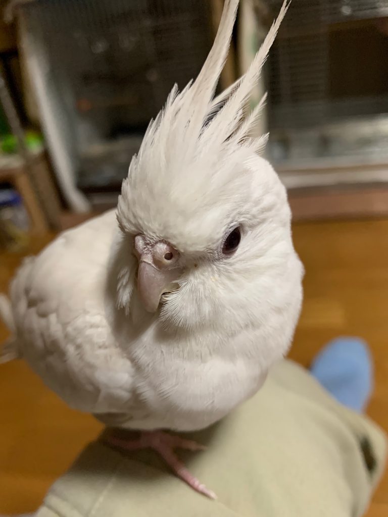 こゆきのアップ