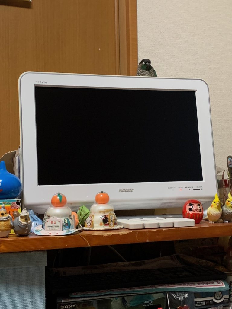 テレビの上のさつき