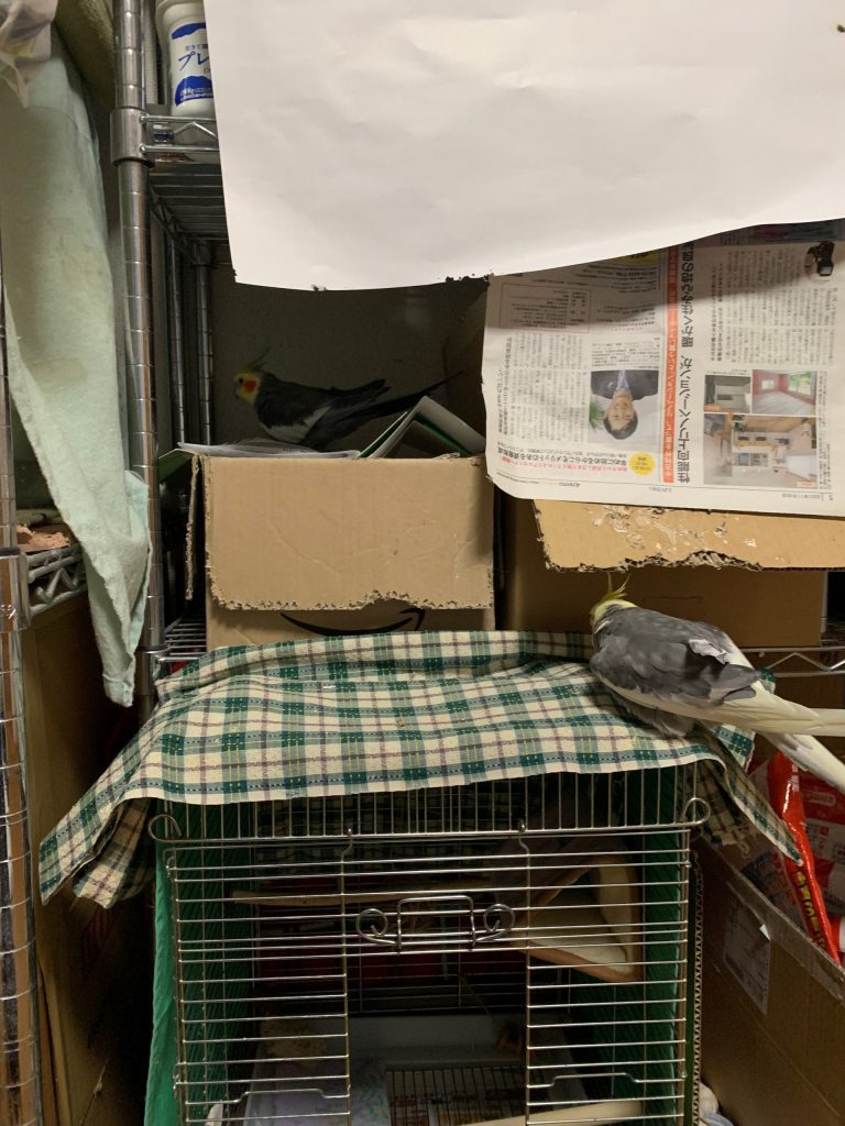 調査中のちょこ