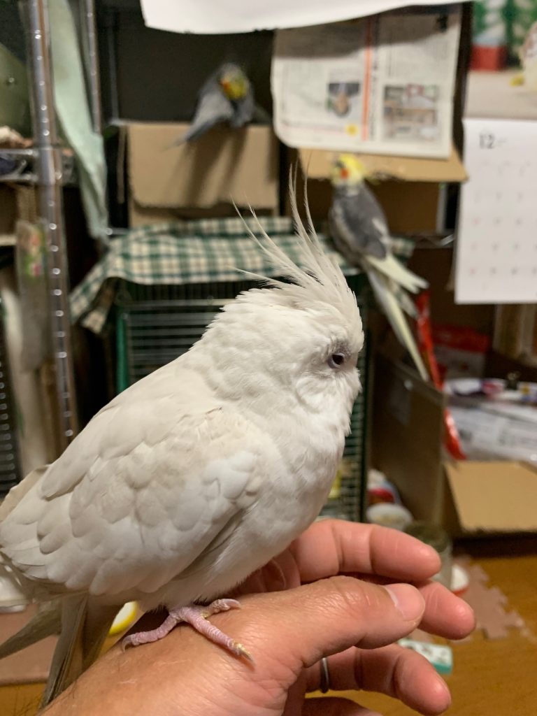 こゆきのひとりごと1