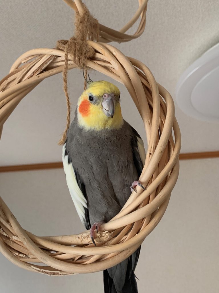 リースに止まっているなつ