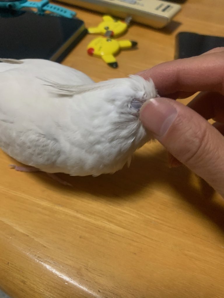 こゆき:カキカキ3