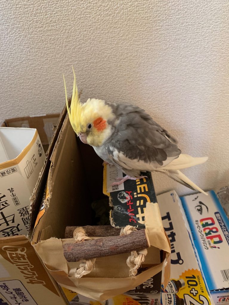 ダンボールの上のちょこ