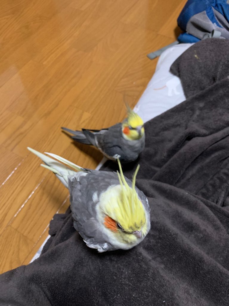 なつとちょこ休憩中