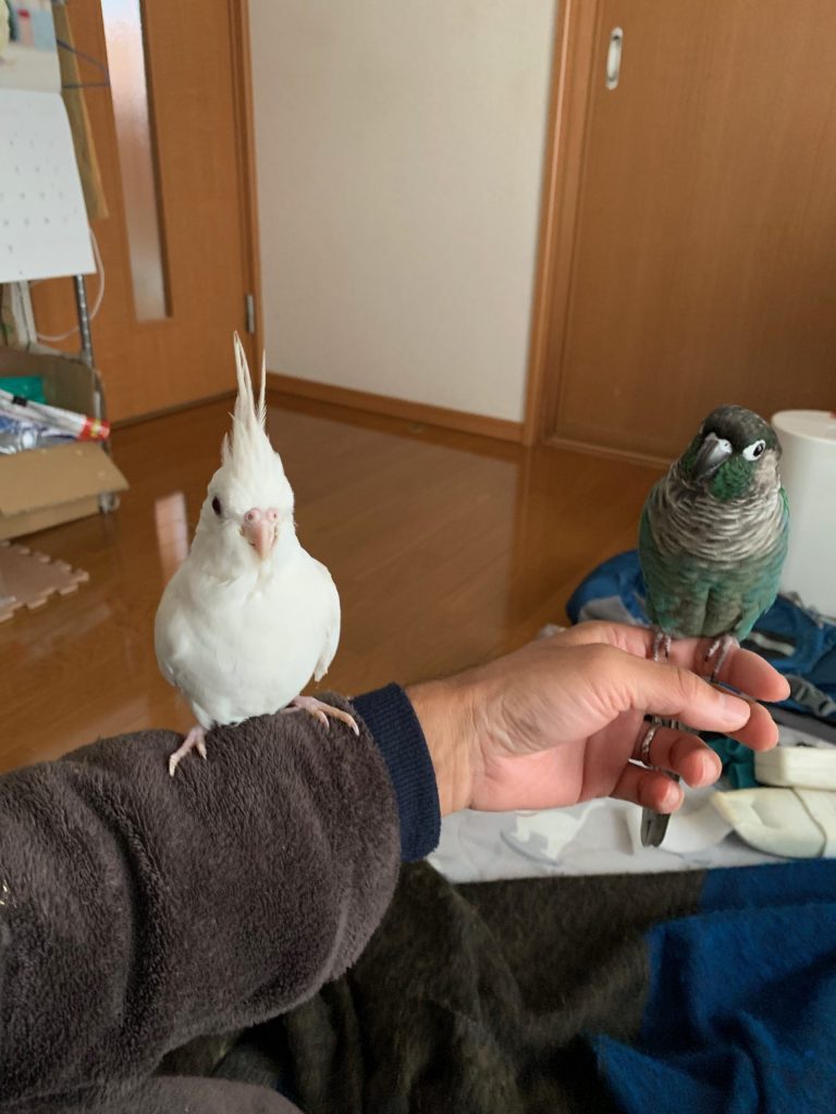 さつきとこゆき