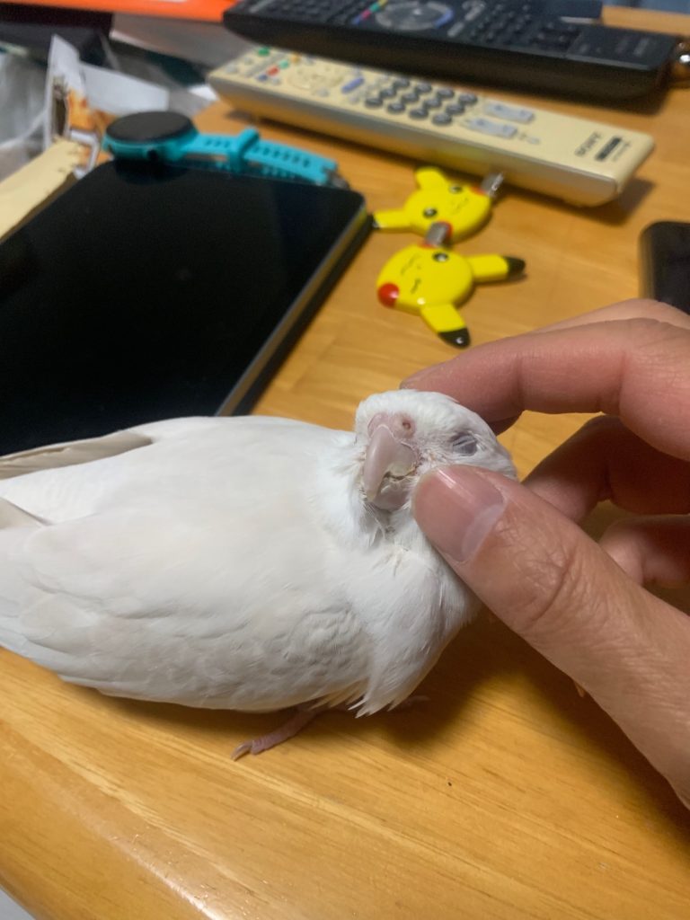 こゆき:カキカキその2