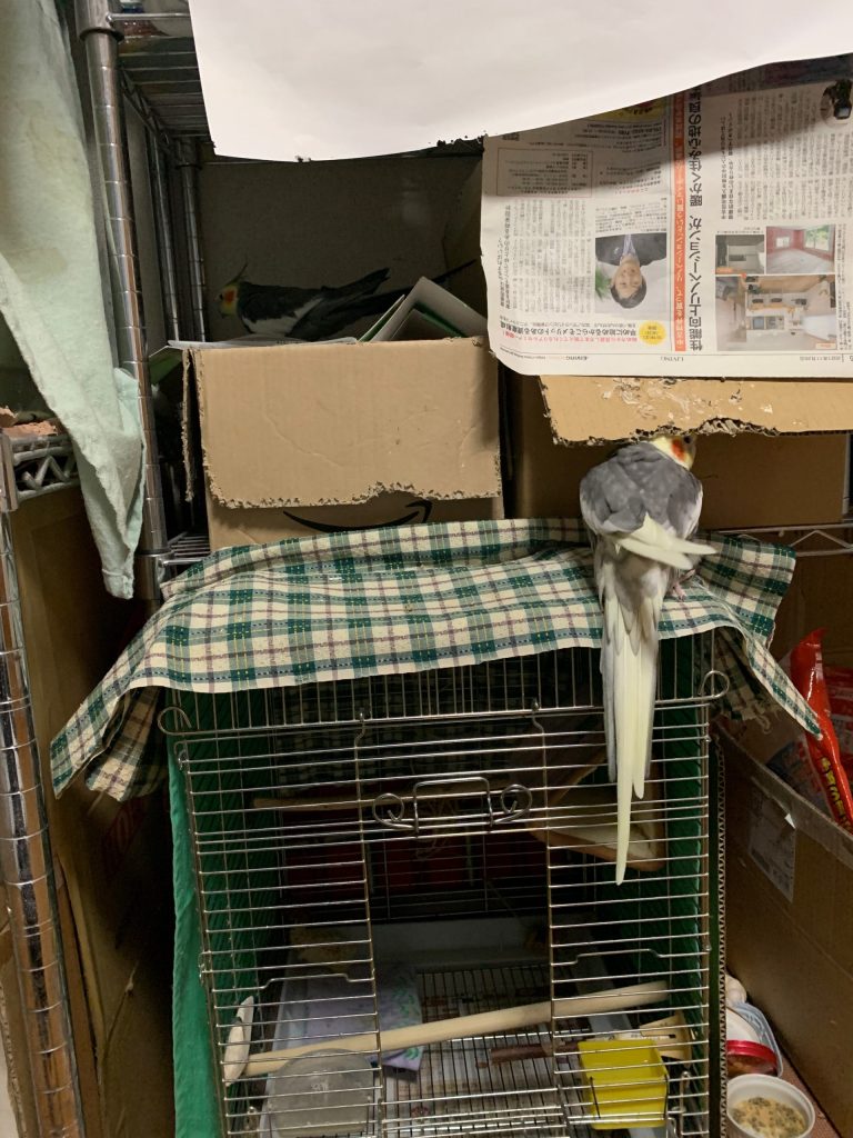 調査中のちょこ2