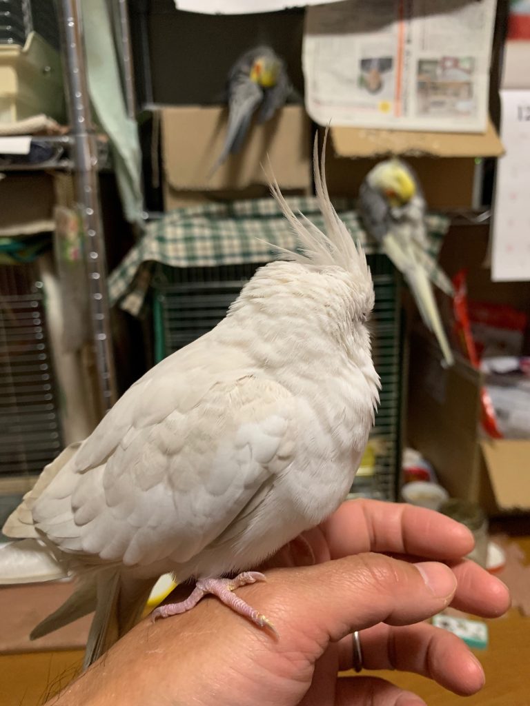 こゆきのひとりごと2