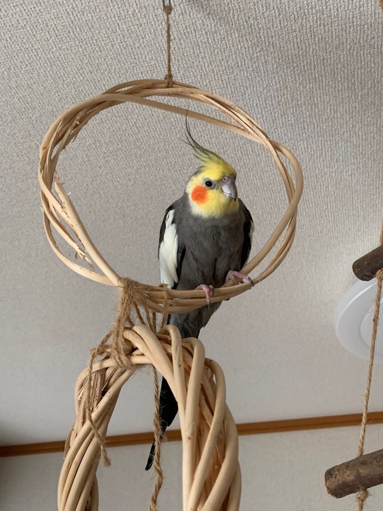 リースに止まっているなつ2