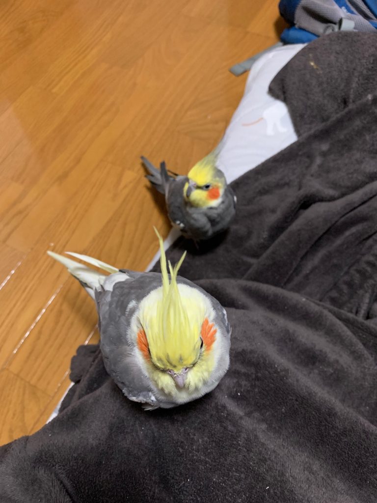 なつが尾羽を発見