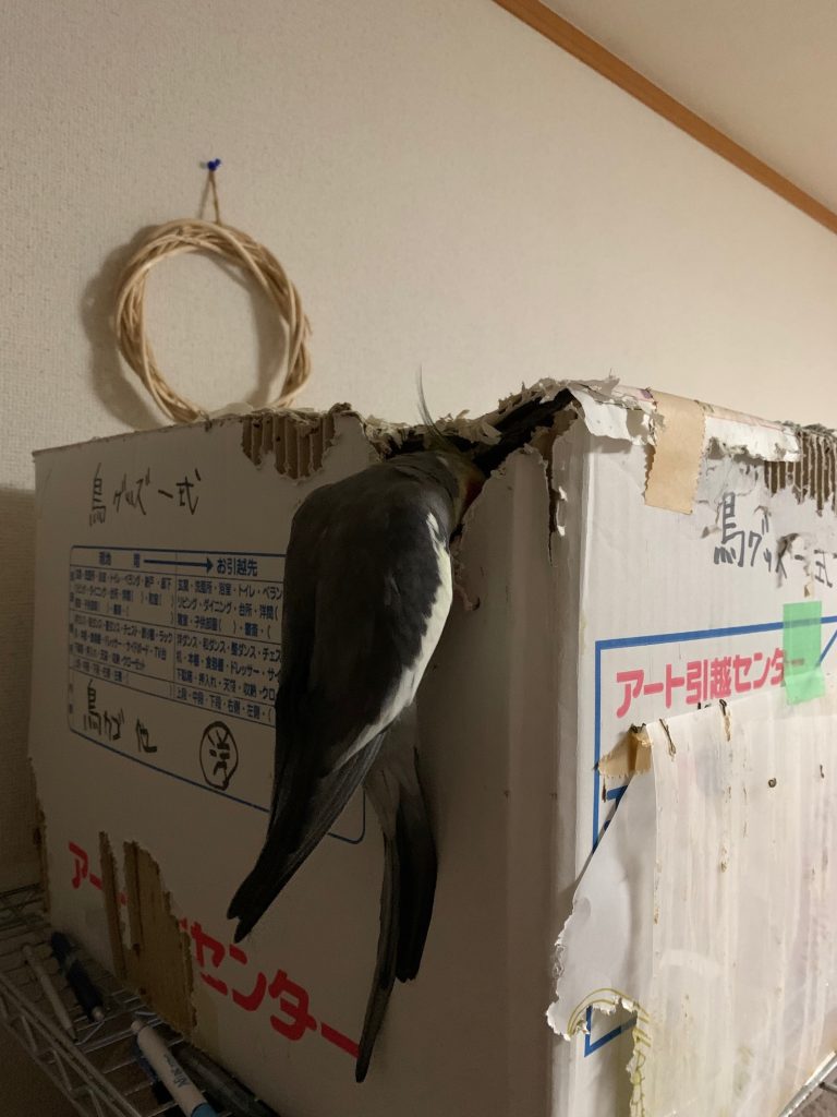 ぶら下がりなつ