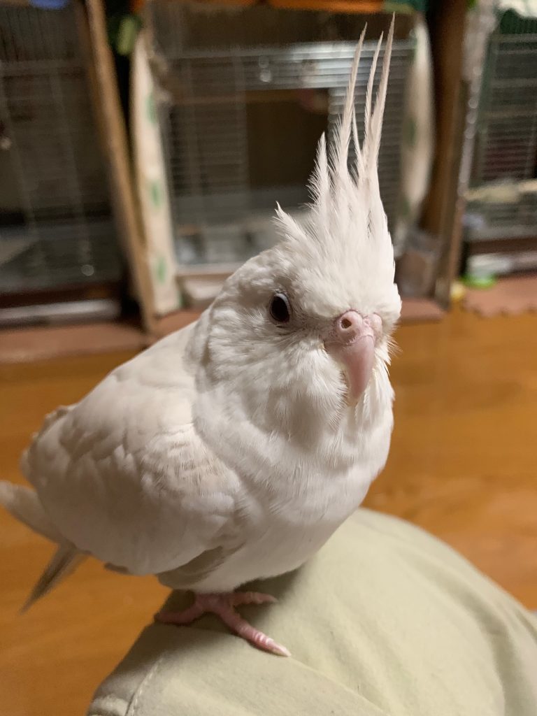 こゆきのアップ2