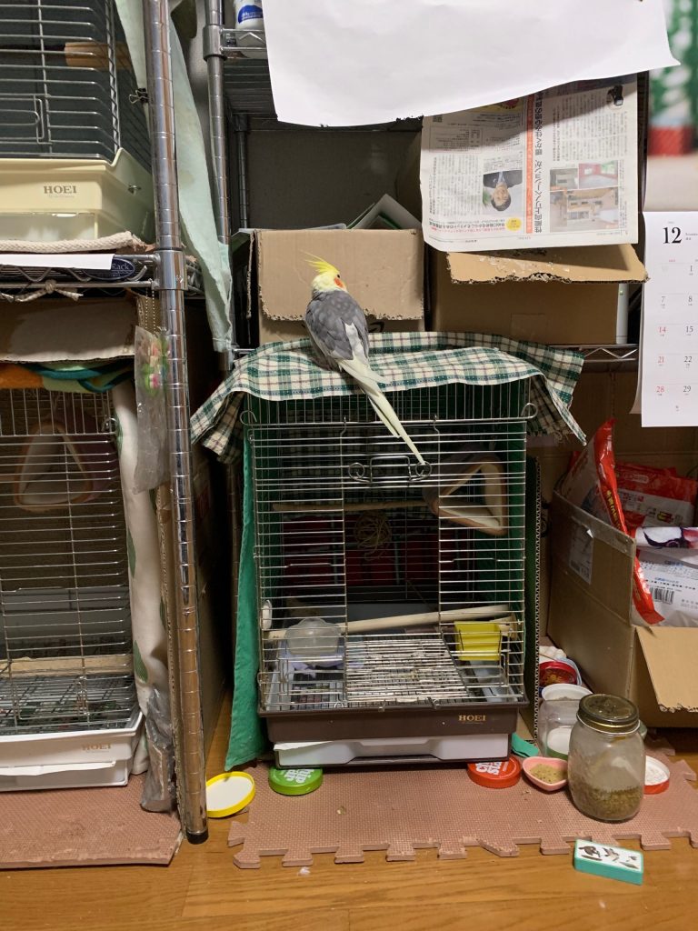 ちょこの目の前にダンボール