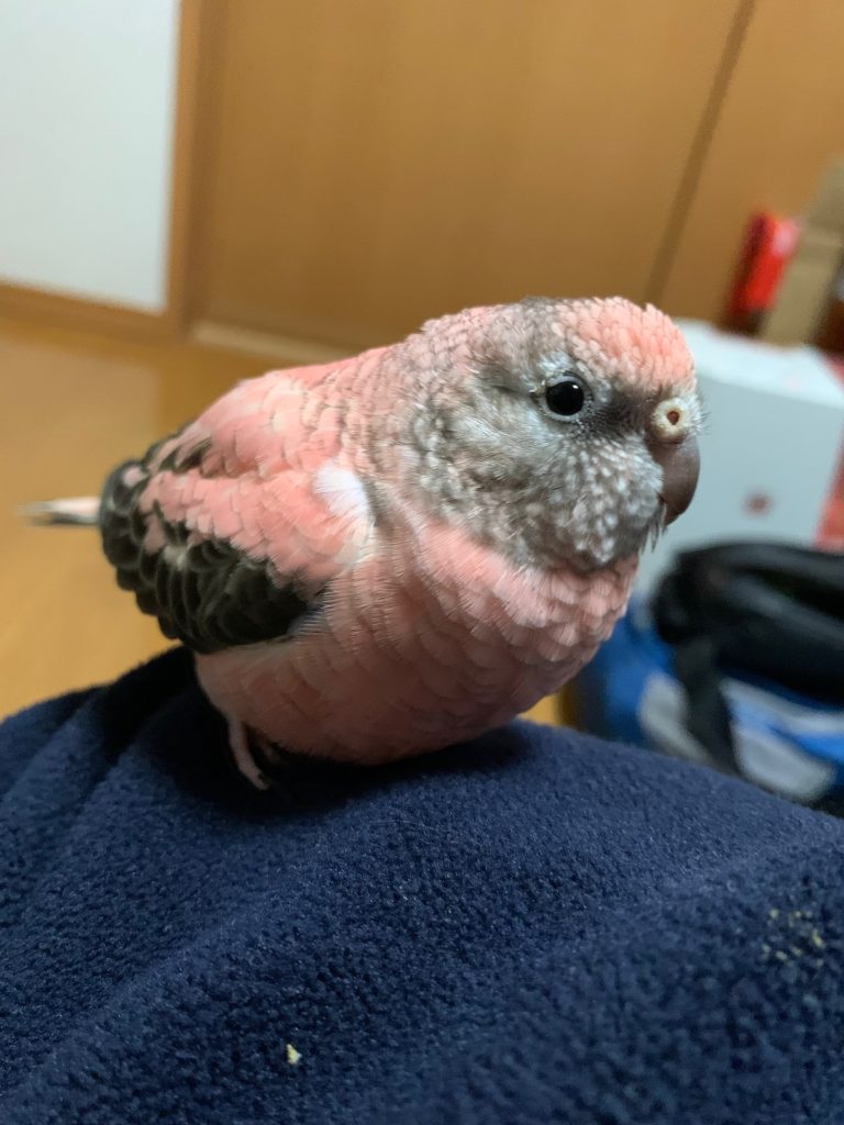 あやめ:右斜め前