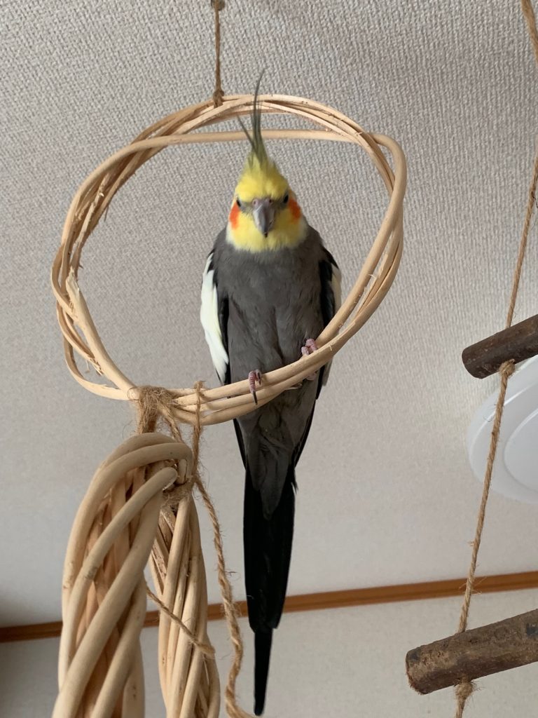 リースに止まっているなつ3