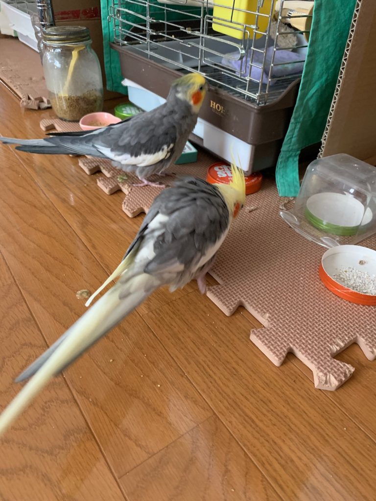 オカメンドキュメンタリー3