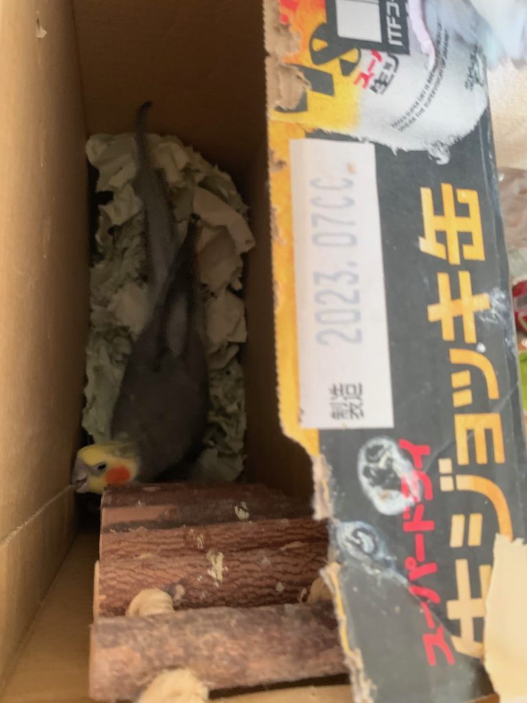 ダンボールの中のなつ