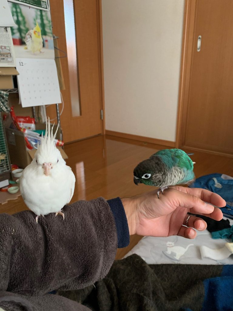 さつきの威嚇モード