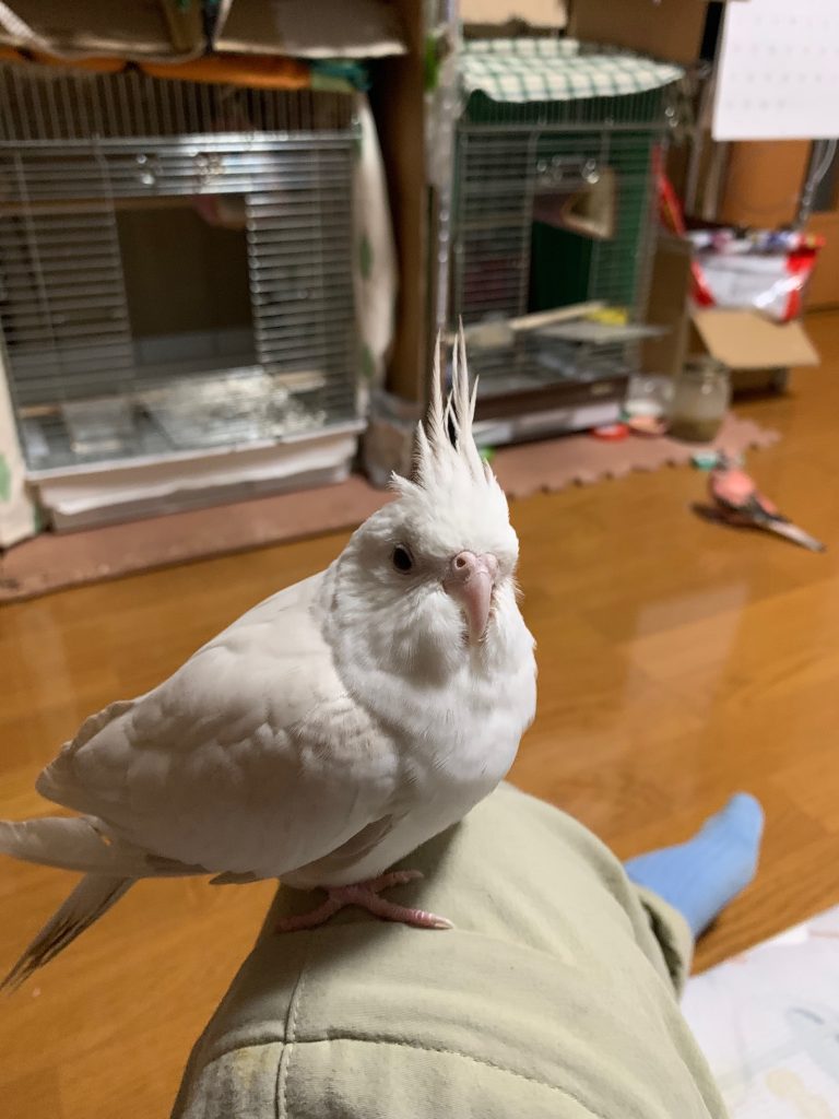 こゆきの背後でピンクの子1