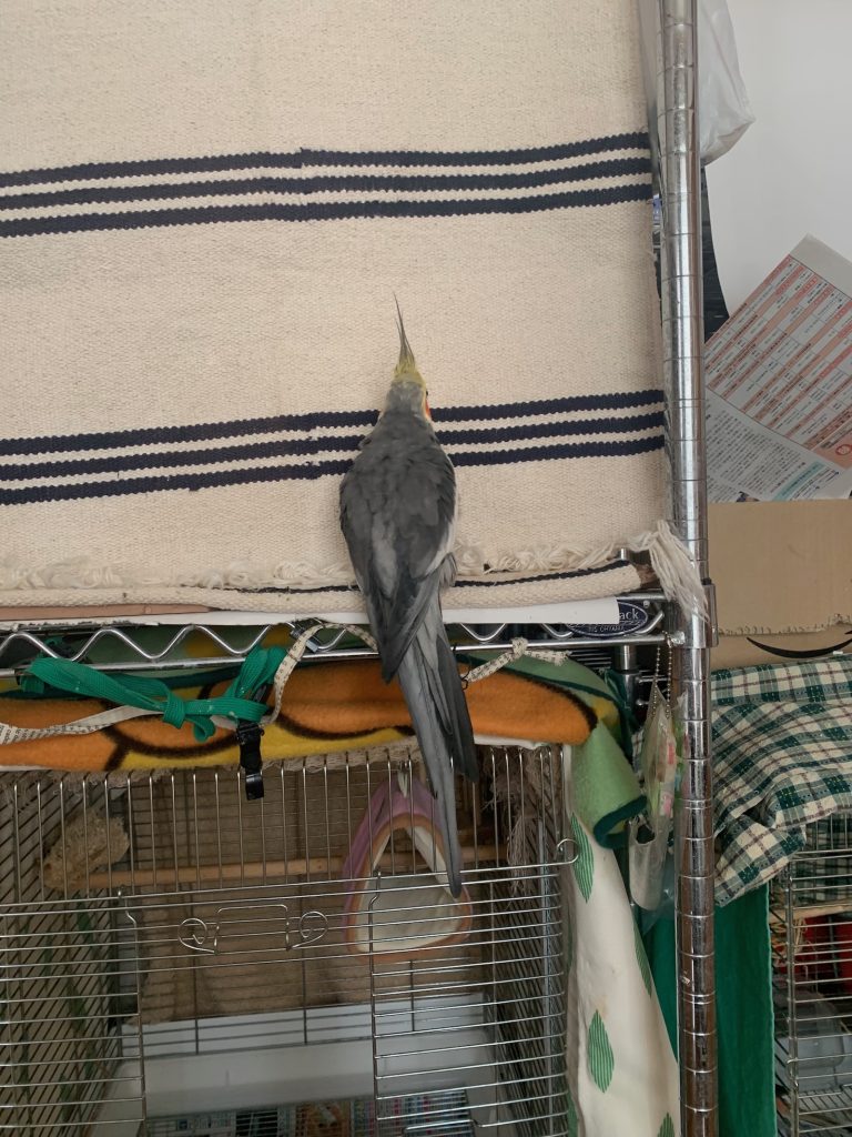 なつ:玄関前呼びかけ