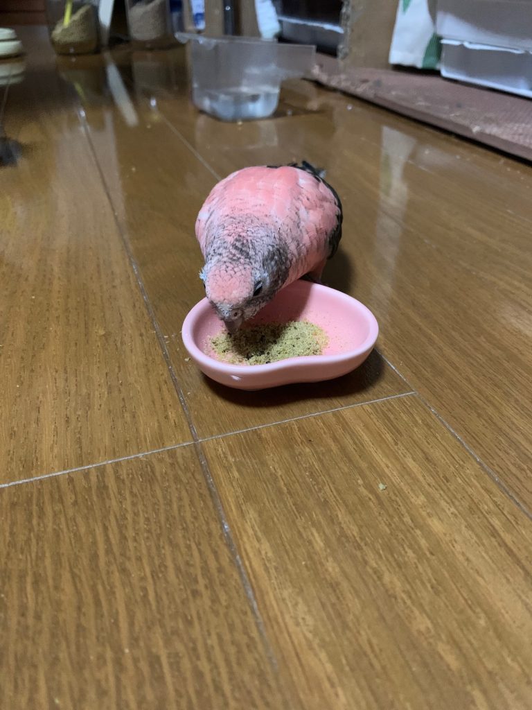 あやめのお外ご飯