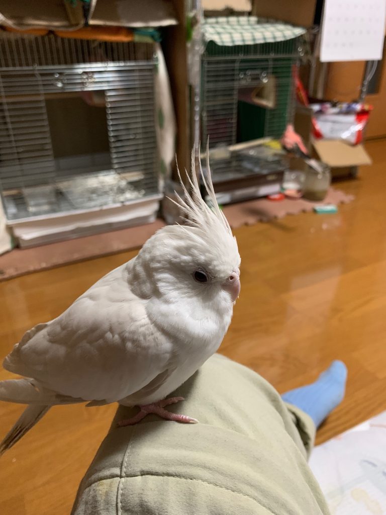 こゆきの背後にピンクの子2