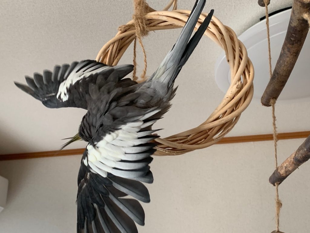 リースに止まっているなつ4