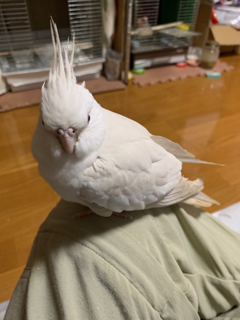 こゆきの背後にピンクの子3